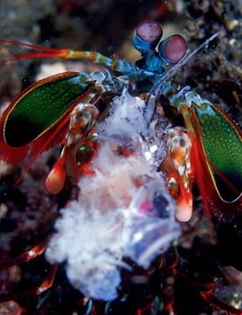 Feeding mantis , KBR , Indonesia.F100 & 105mm by Gregory Grant 